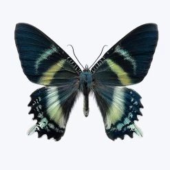 Alcides Orontes-12X16"