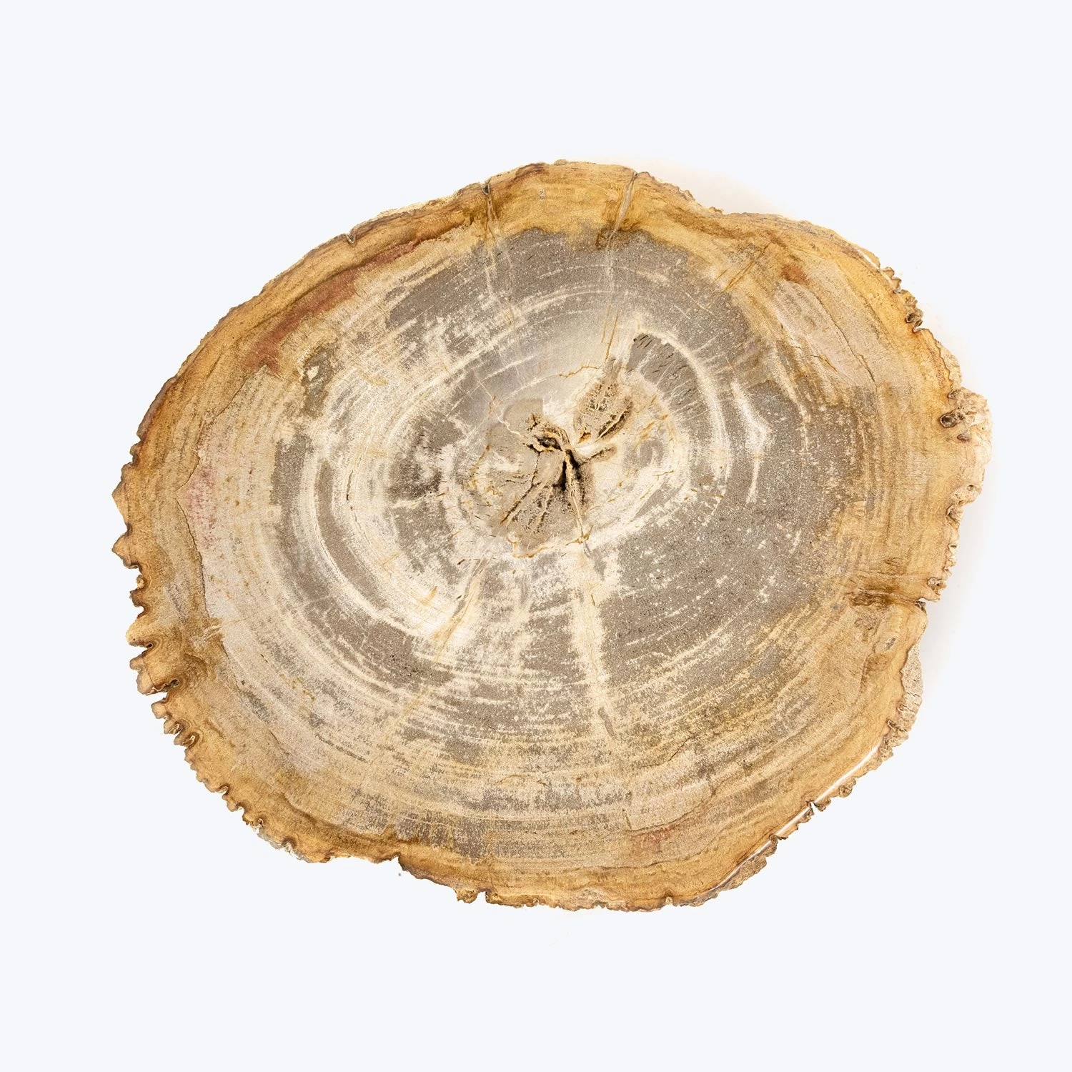 Petrified Wood Side Table 4 Petrified Wood Side Table - Image 2