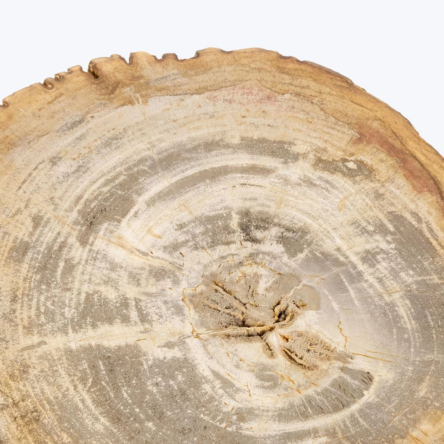 Petrified Wood Side Table 5 Petrified Wood Side Table - Image 3