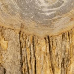 Petrified Wood Side Table 12 Petrified Wood Side Table -Home Comprehensive Shop 2011601 6