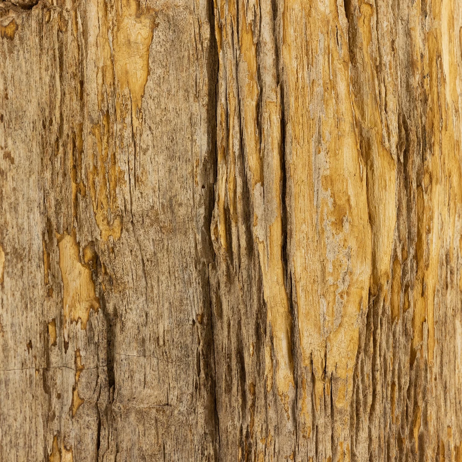 Petrified Wood Side Table 8 Petrified Wood Side Table - Image 6